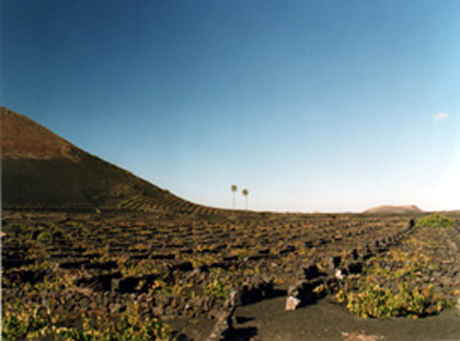 La Geria en Lanzarote